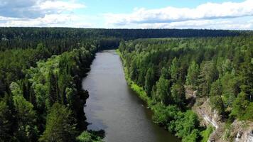 sereen rivier- vloeiende door weelderig groen Woud landschap video