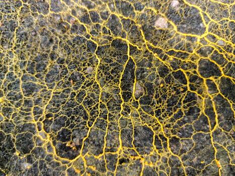 Slime molds form complex branching and interconnected networks, creating detailed patterns that look like biological or neurological maps against a dark textured background. photo
