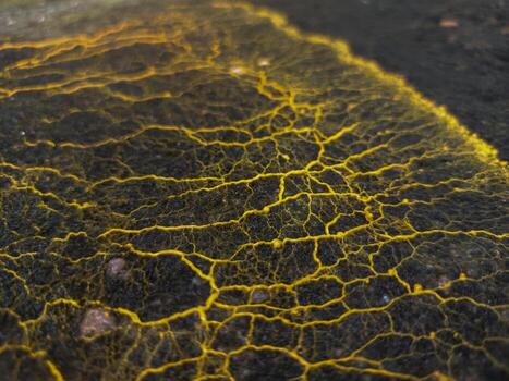 The slime mold forms an intricate, branching, and interconnected network of veins, creating a detailed pattern that looks like a biological or neurological map. photo