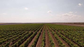 Aerial drone view flying over a vast vineyard plain, showcasing endless rows of grapevines in geometric patterns under natural sunlight. Vast vineyard plain seen from above. video