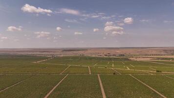 över huvudet se av vingård fält formning naturlig mönster i de enkel. video