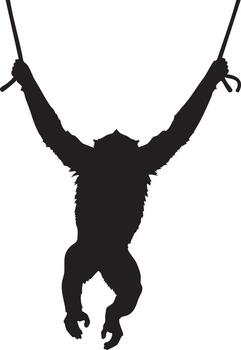 Silhouette of an orangutan swinging from branches on a background primate monkey vector