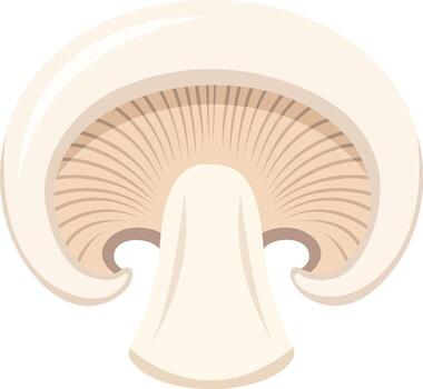 A cross-section illustration of a white mushroom, showing the cap, gills, and stem in a simple, clean style. vector
