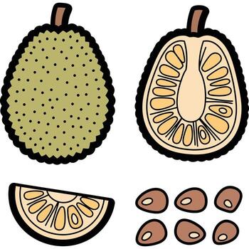 Fresh jackfruit with seeds and slices vector