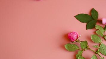 parte superior ver de pétalos con viento y Rosa en rosado antecedentes video
