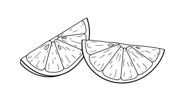 Two slices of lemon are shown in a drawing vector