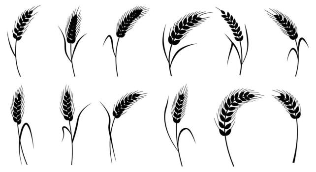 Wheat ears and stalks in different positions vector