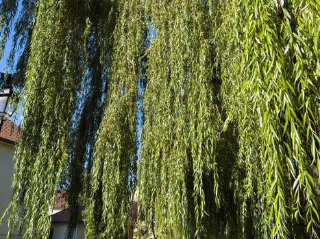 Lush green willow tree branches under clear blue sky in sunlit garden setting photo