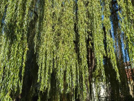Lush green willow tree branches with sunlit leaves in a tranquil park photo