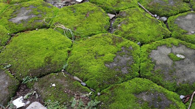 Paving floor that has mouth, because it is wet and damp photo