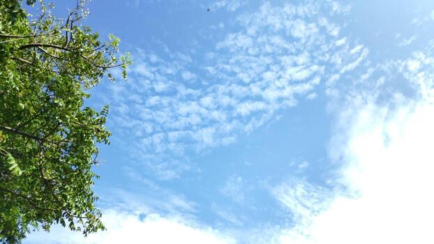 Tree branches stretch toward the sky with fluffy clouds on a bright sunny day, creating a peaceful and serene atmosphere. photo