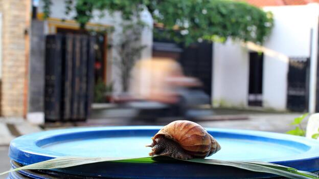 Snail rests on a leaf in a blue basin in front of a blurred house, showcasing nature's slow pace and peaceful coexistence with urban life. photo