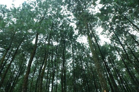 Tall pine trees reach towards the sky in a dense forest, creating a sense of awe and tranquility in the natural environment. photo