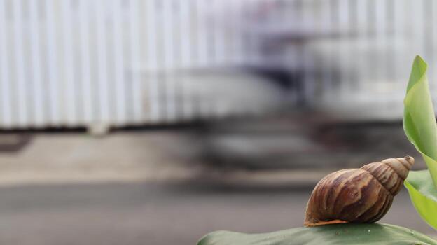 Snail resting on green leaf near a blurred background, showcasing nature's slow pace and intricate details in a peaceful setting. photo