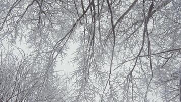 embarcar em uma tranquilo viagem através uma inverno país das maravilhas do gelado galhos e enevoado cenários, evocando calma e introspecção enquanto oferta a fuga a partir de diariamente vidas encontrão video