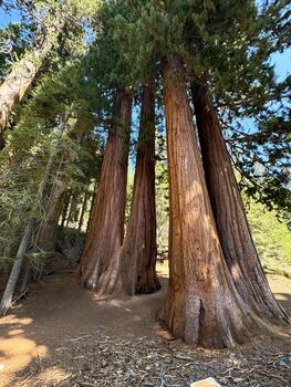Giant sequoia trees in Sequoia National Park, California, USA of Giant Sequoias, Sherman Giant Sequoia Tree Largest Tree photo