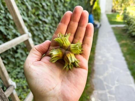 Hazelnut in a man hand, unpeeled, in the skin, just picked from the tree, nut grows on the tree, the nut tree, hazelnut photo