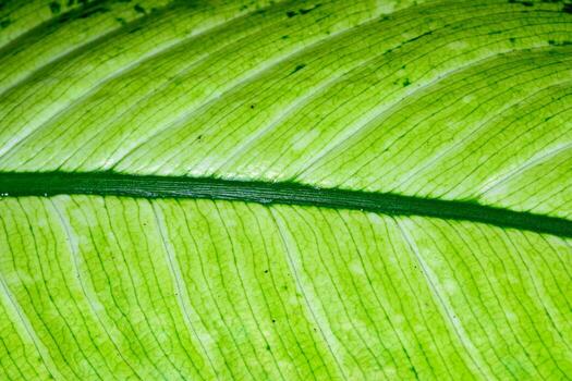 Tropical leaf structure with beautiful venation, -natural leaf background photo