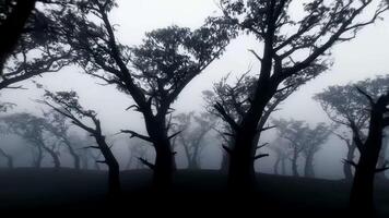A view of a dark and foggy forest with silhouetted trees against a hazy and overcast sky scene view video