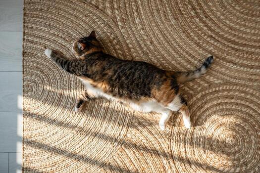 Lazy sleepy calico cat lying on jute carpet, resting, relaxing top view. Summer heat and pet at home photo