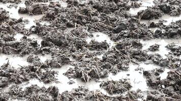 modderig bodem in een rijst- veld- na ploegen met drassig oppervlak, modder in de padie, bodem structuur voor achtergrond, ideaal voor landbouw concept en natuurlijk video