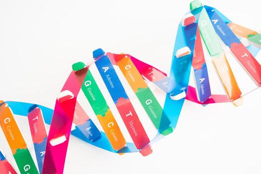 DNA Deoxyribonucleic acid is a double helix chains structure formed by base pairs attached to sugar phosphate backbone. photo