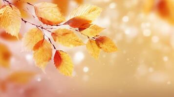 Golden yellow autumn leaves on a branch gently swaying in the breeze against a soft, warm background with sparkling bokeh lights, creating a serene and beautiful seasonal atmosphere video