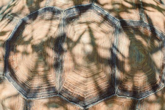 This closeup image captures the intricate beauty of a tortoise shell, showcasing its unique patterns and textures, reflecting natures biodiversity and the elegance found in the wild photo