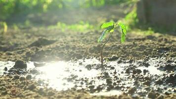 avvicinamento di giovane piantina dopo irrigazione nel naturale luce del sole video