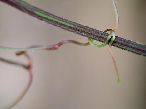 A slender vine wraps itself securely around a branch, symbolizing connection and growth in nature. photo