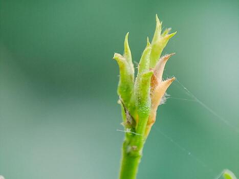 Emerging buds displaying the fragile beginnings of new life with soft, muted, green background. photo