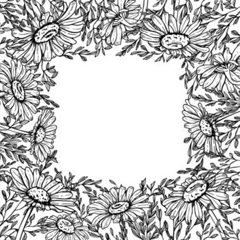 Monochrome meadow Daisy flowers and spikelet square frame frame with copy space for text. Hand drawn Chamomile, field grass spike etching drawing. For wedding invitation, greeting card vector
