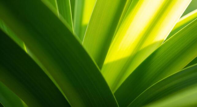 Nature background, Nature wallpaper, Sunlight filtering through lush green plant leaves creating soft shadows and vibrant highlights photo