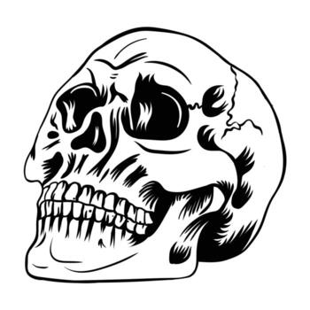 Monochrome Skull Illustration Embodying Mortality and Anatomy With Bold Lines Depicting Bone Structure and Shadow Accentuating the Hollow Sockets vector