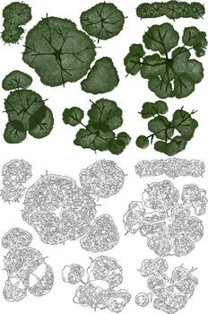 A collection of tree and hedge illustrations from a top-down perspective, shown in both colored and black-and-white line art styles, commonly used in architectural and landscape design. vector