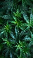 abstrato exclusivo obra de arte mostrando verde maconha plantas arranjado dentro afiado fragmentado mosaico Projeto com natural geométrico padronizar video