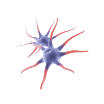 3d ilustração do dois interligado neurônios com ramificação dendritos e axônios, exibindo complexidade do neural redes dentro cérebro png