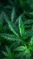 verde maconha plantas reimaginado Como fragmentado mosaico texturas dentro uma único abstrato obra de arte com geométrico afiado Projeto video
