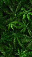abstrato natureza obra de arte do verde cannabis folhas transformado para dentro uma afiado fragmentado geométrico mosaico padronizar com único Projeto video