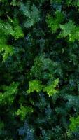 fragmenterad triangel- texturer formning grön leafed växter, abstrakt leva natur mosaik- konstverk med geometrisk mönster design video