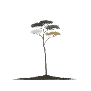 alto, snello albero con multiplo strati di fogliame nel variando colori sta contro pianura sfondo, in mostra minimalista e artistico design png