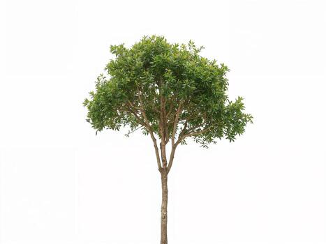 A single small green tree with a slender trunk, isolated on a white background. A botanical element for design. photo