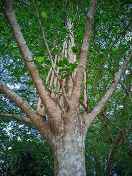 A close up shot of the base of a large tree, showing the detailed texture of its trunk and the intricate pattern of its spreading branches, set against lush green foliage. photo