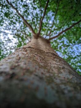 A low angle perspective shot looking up a tall tree trunk. The foreground is in sharp focus, showing the texture of the bark, while the leaves and sky above are a beautiful, soft bokeh blur. photo