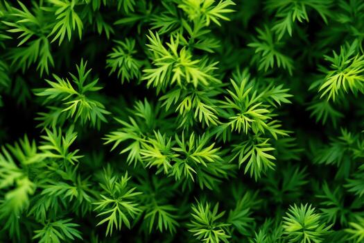 Fresh green leaves in detailed view from a garden setting photo