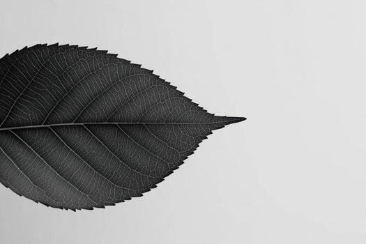 A close-up view of a black leaf resting on a light gray surface photo