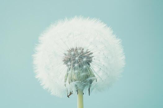 Dandelion seed head against a soft blue background photo