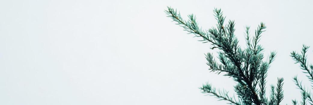 Close-up view of evergreen branch against light background photo