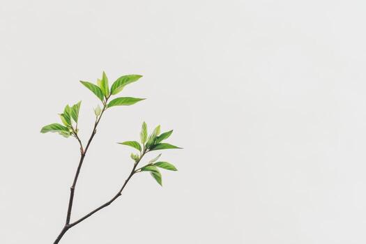 Fresh green leaves emerging from a slender branch in spring photo