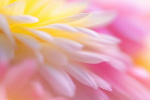 Colorful flower petals in soft focus create a dreamy effect photo